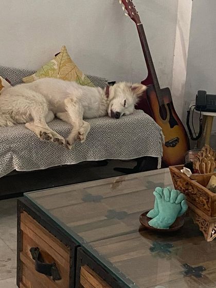 Nothing beats a peaceful nap on the couch. This dog is completely relaxed, a sign that he feels safe and at home with us.