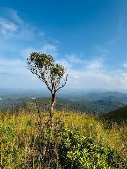 A lone tree stands against the backdrop of the vast hills.
