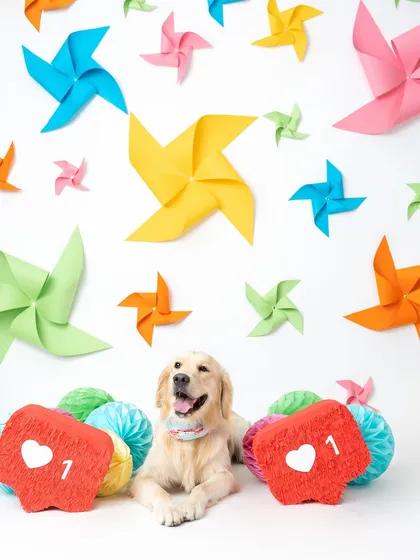 This shot was all about celebrating the "likes" and love we get from our furry friends. This sweet Golden Retriever is surrounded by social media-themed props as part of our vibrant campaign for Heads Up For Tails.