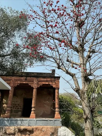 A Mughal pavilion at Sunder Nursery, with a blooming Semal (Silk Cotton) tree. This recently restored 16th-century garden complex is filled with such architectural treasures.
