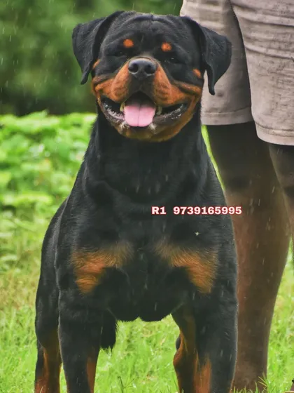 A beautiful shot of my champion Rottweiler, Gizmo. His confidence and structure make him a standout in the show ring.