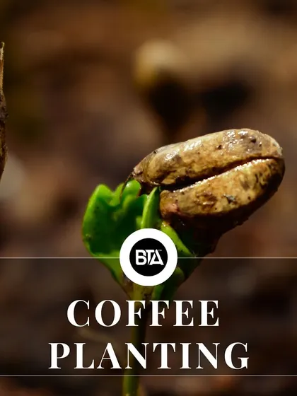 A coffee seedling sprouting, representing the coffee planting stage of the seed-to-cup process.