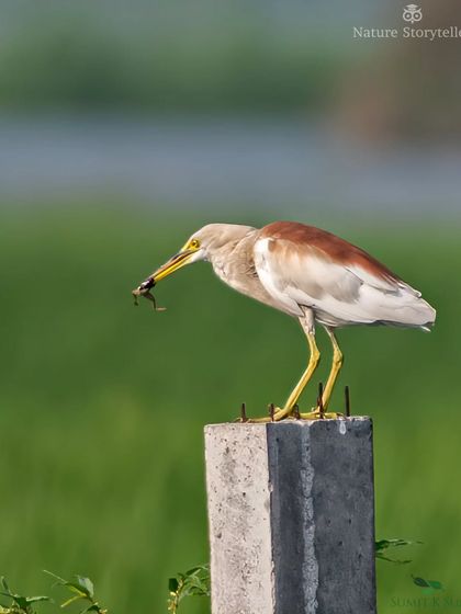 After some fishing, this Indian Pond Heron turned its attention to "frogging," showcasing its varied diet.