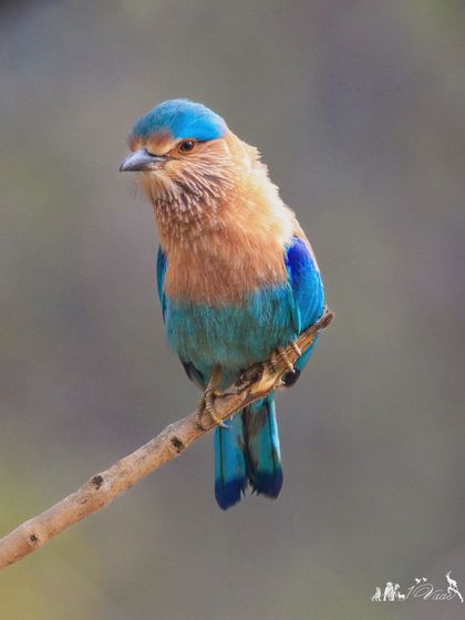 The Indian Roller, also known as 'Neelkanth' or "blue throat." Its plumage is a mix of brown, pinkish, and multiple shades of brilliant blue.