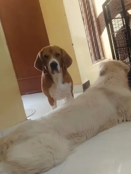 Hooman, I've hit a roadblock. This Beagle needs help getting past the sleeping Golden Retriever.