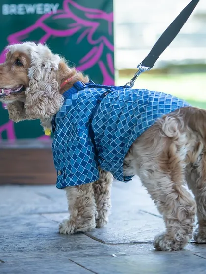 This stylish cocker spaniel is exploring The Brewery area. We are more than just pet-friendly; we are pet-complete.