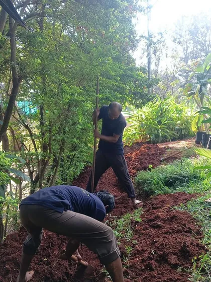 Our team at work, digging and preparing the soil for a large landscaping project. Proper ground preparation is the most important step for a healthy garden, ensuring good drainage and a nutrient-rich base for plants to grow.