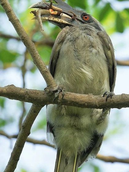 Here, an Indian Grey Hornbill carries a garden lizard in its beak. During the breeding season, the male is a devoted husband, feeding his female partner while she is sealed inside a tree cavity with her eggs. I captured this moment in Delhi as crows were trying to steal his food.