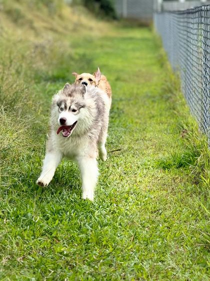 The Pawsome Camp - Dog Daycare & Boarding The Pawsome Playground: 2 Acres of Freedom photo 14