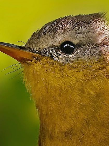 A close-up of a Gray-headed Warbler. The soft yellow of its breast and the gentle gray of its head are captured in beautiful detail, with its dark eye as the focal point.