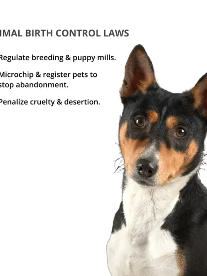 CarryMyPet - Pet Travel & Parenting Consultation Animal Welfare & Advocacy photo 17