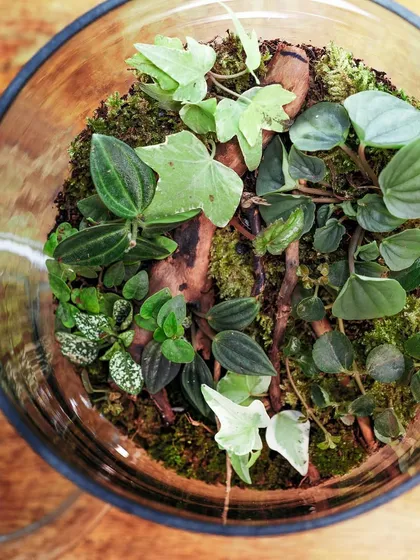 An overhead view of the apothecary jar terrarium, highlighting the different leaf shapes and colors. It's a sanctuary of tranquility in glass.