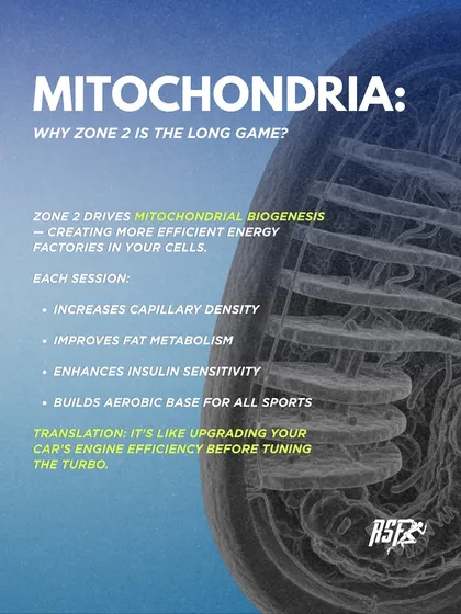 Zone 2 training is the long game because it drives mitochondrial biogenesis, creating more efficient energy factories in your cells. It's like upgrading your car's engine efficiency before tuning the turbo.