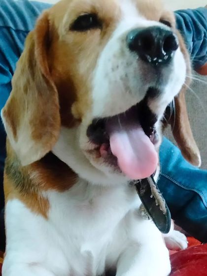 A big yawn from Max the Beagle after a fun day. He is such a happy and playful boy.