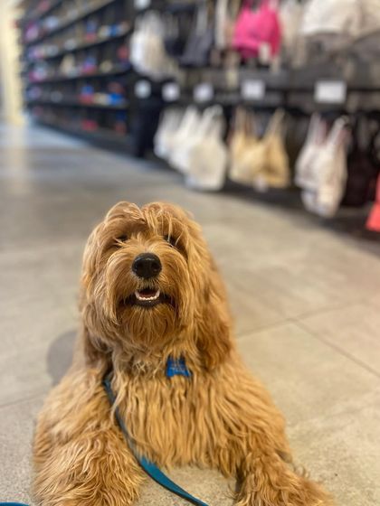 Tulsa Dog Trainer - Immersive Board & Train Programs Board & Train Graduates photo 142