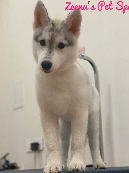 Zeenu's Pet Spa - Dog Grooming & Spa The Puppy Package photo 3