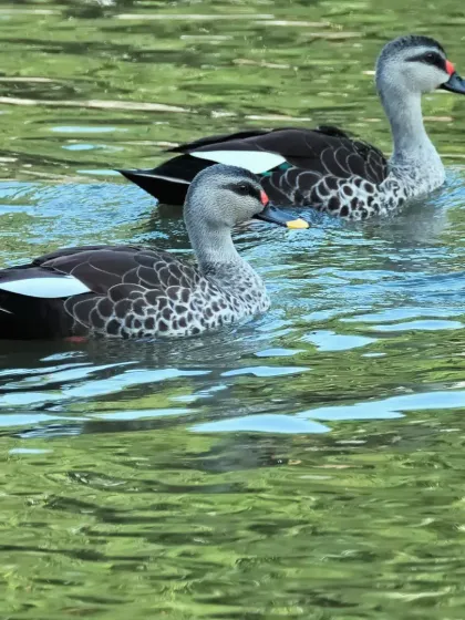 A pair of Indian Spot-billed Ducks gliding peacefully on the water. We teach kids to identify different species and learn about their habitats.