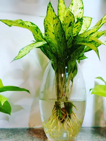 A lush Aglaonema plant in a glass vase, showing its healthy root system growing in water. This is a perfect example of a beautiful, no-mess indoor plant.