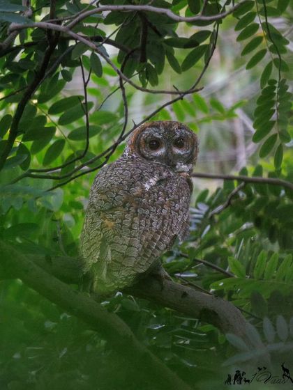A Mottled Wood-Owl perched in the dense foliage. Its call, said to sound like the Malayalam for "let us go," has given it the unfortunate name 'fowl of death'.