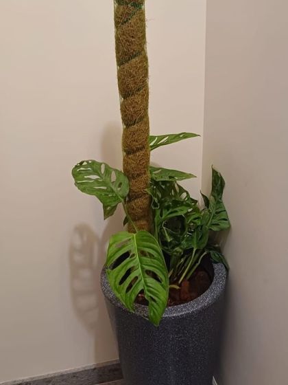 The Garden Hub - Garden Maintenance Indoor Plant & Pot Styling photo 9