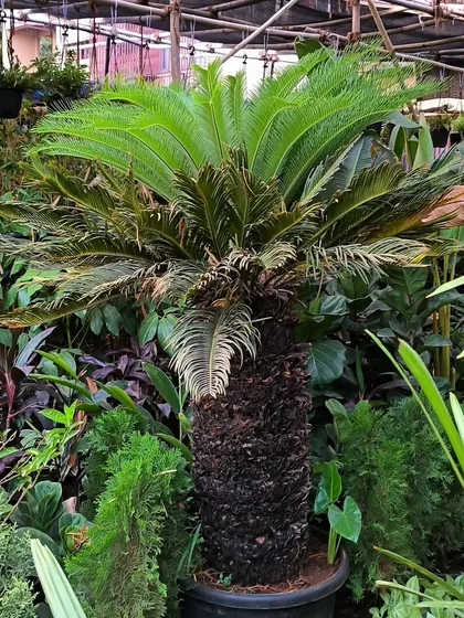 This big boy is a Cycas Palm, known for its rugged trunk and feathery fronds. It's a slow growing and long lasting plant that adds a prehistoric vibe to any garden.