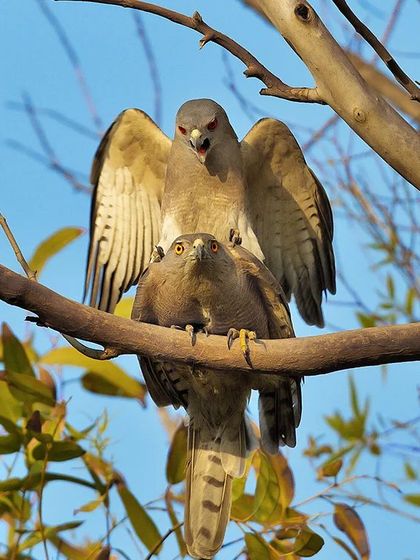 This is the mating of the Shikra, a common hunter in our urban skies. The female is larger than the male, and you can see the difference in their eye colour. Capturing the mating of these fast and agile predators is a rare opportunity.