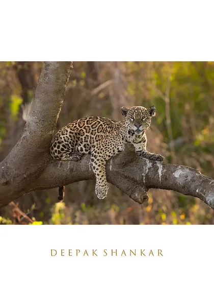 Framed as a work of art, this portrait of the Pantanal's mighty jaguar brings the soul of the South American wilderness into your home.
