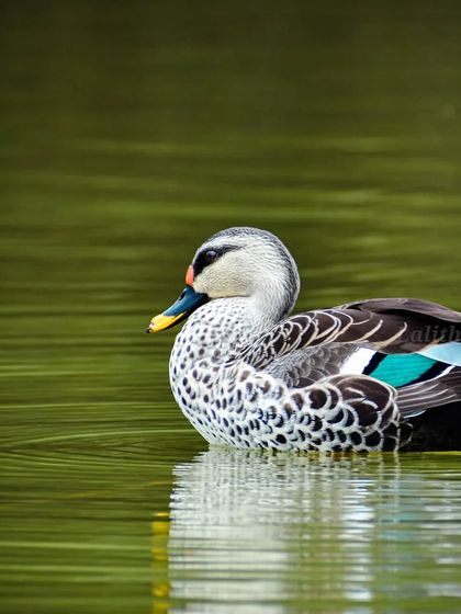 Lalith - Wildlife & Nature Photography Bird Portraits: Up Close & Personal photo 50