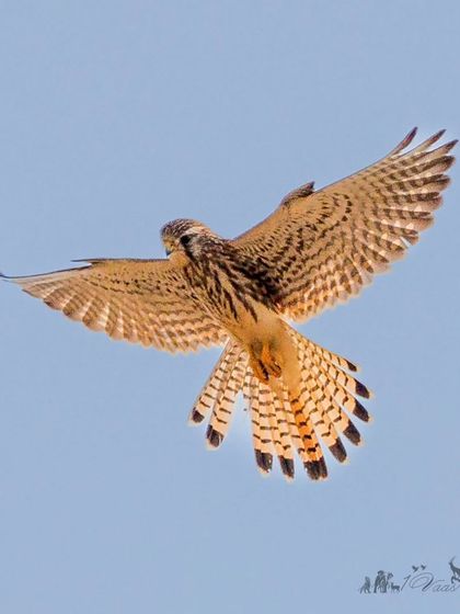 Another shot of the hovering Common Kestrel, a small but formidable falcon with a wingspan of up to 82 cm.