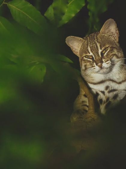 The world's smallest wild cat, the Rusty-spotted cat, rests on a False Ashoka tree, a species common in urban gardens, showing their adaptation to city life.