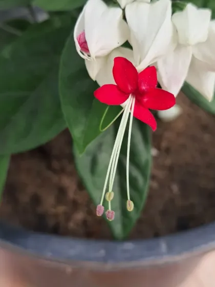 Bhardwaj - Urban Gardening Consultation A Riot of Colorful Flowers photo 57