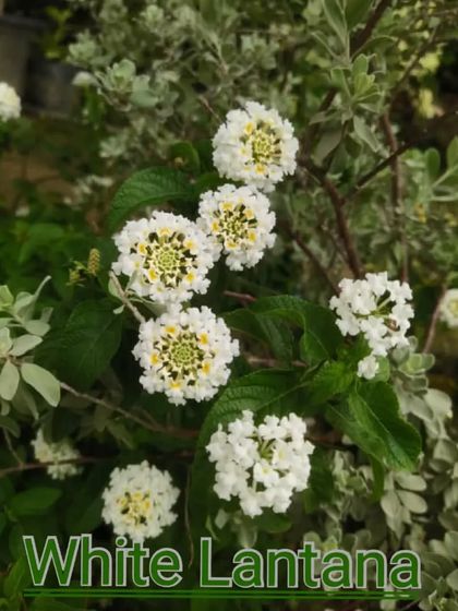 White Lantana flowers. These are tough plants that attract butterflies and bloom for a very long time.