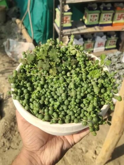 A bowl full of String of Pearls (Senecio rowleyanus). This unique trailing succulent is a favorite among plant lovers for its bead-like leaves.