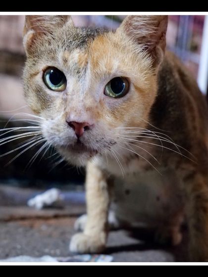 Manya Upadhyay - Travel & Documentary Photography Wildlife Encounters photo 35