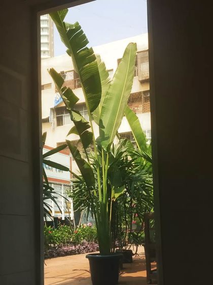 Large Statement Plants for Outdoors & Indoors photo 12