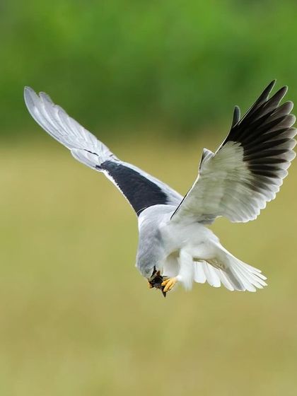 Another angle of the hovering kite, showcasing the beautiful pattern of its wings.