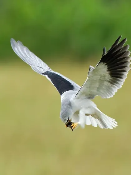 A Black-shouldered Kite banks sharply in the air, showcasing its aerial agility and the striking black and white pattern of its wings.
