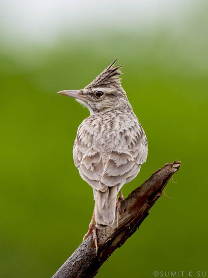 The beauty of the common. A Crested Lark, often ignored, looks like a "super stud" in this portrait with its crest raised high.