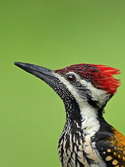 A close-up portrait of a Black-rumped Flameback, focusing on the details of its head and crest.