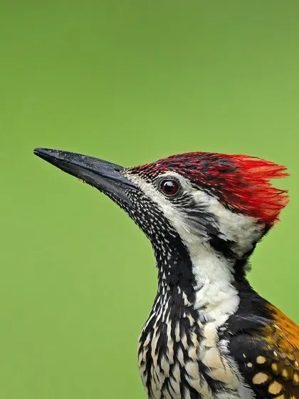 A detailed portrait of a Lesser Goldenback woodpecker's head, highlighting the intricate pattern of spots and the fiery red crest.