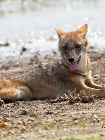 An Indian Jackal rests by the river, looking directly at the camera. These intelligent and adaptable canids are often seen scavenging or hunting small prey.