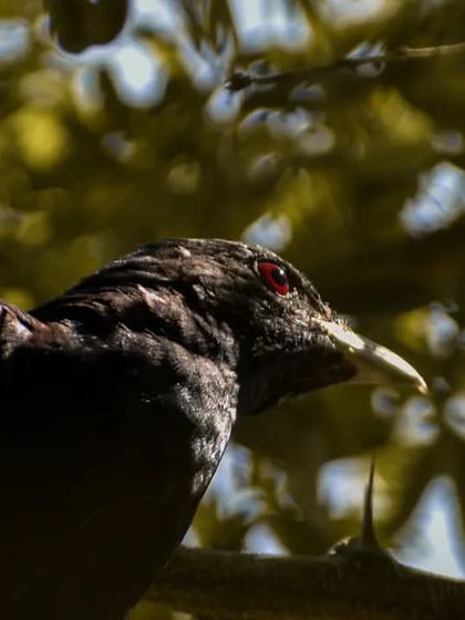 Lalith - Wildlife & Nature Photography Bird Portraits: Up Close & Personal photo 45