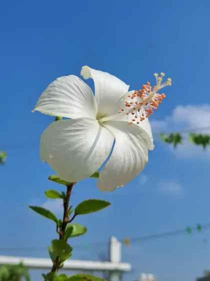 Bhardwaj - Urban Gardening Consultation A Riot of Colorful Flowers photo 3