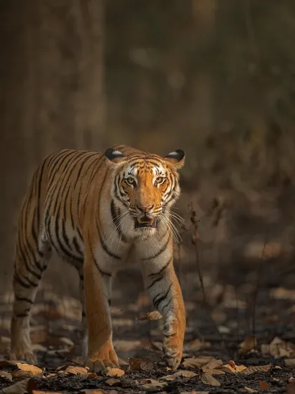 A tiger prowls through the forest floor, its body low and its gaze intense. This shot captures the focused energy of a predator on the hunt.