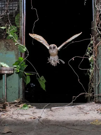 A barn owl captured mid-flight by a DSLR camera trap. These projects require technical skill, patience, and a deep understanding of animal behavior.