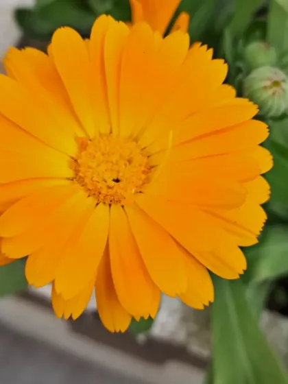 Bhardwaj - Urban Gardening Consultation A Riot of Colorful Flowers photo 143