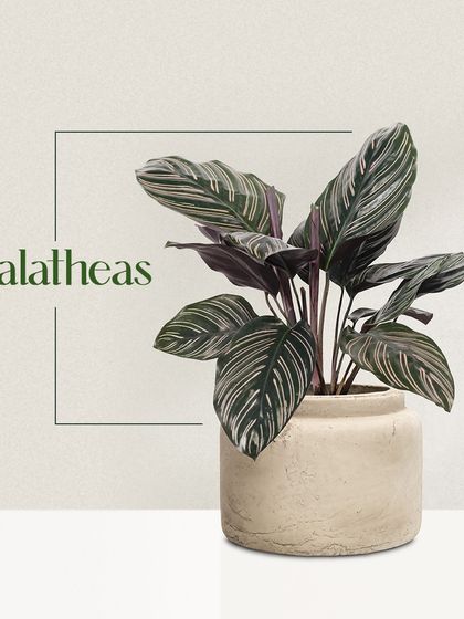 Plants for Every Need photo 14