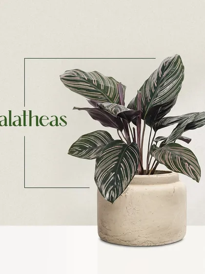 Calatheas, or prayer plants, are known for their incredibly ornate leaves with intricate patterns. They are a wonderful choice for adding detailed beauty to your indoor plant collection.