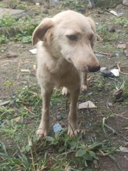 The sad eyes of a dog waiting for a home. This 6 month old female crossbreed is looking for a family in Bangalore. Please consider giving her a chance.