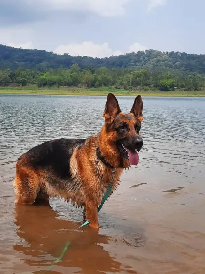 This is my boy, Theo. He's reactive, so I know the struggle is real. I specialize in helping dogs with big feelings by finding outlets like this quiet lake where they can decompress, build confidence, and just be dogs.